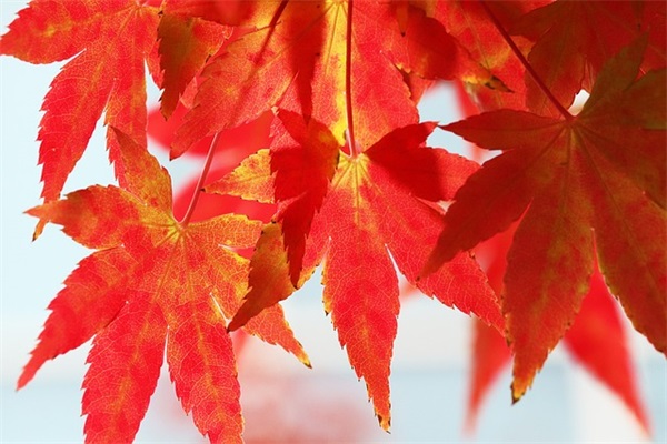 爱情公寓损人语录92句