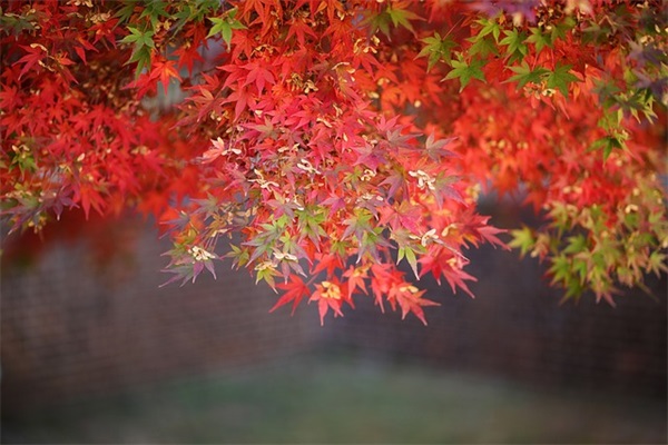 大学经典爱情语录