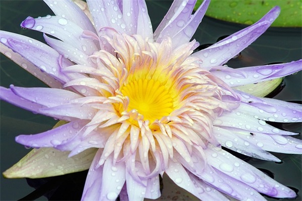 海贼王励志语录49句