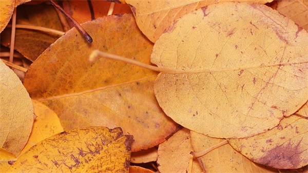 简单的唯美的晚安问候语语录