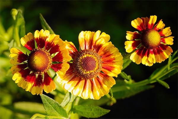 生日霸气语录 生日的经典名句