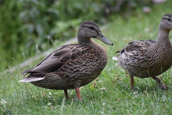 三班口号八字押韵-54句