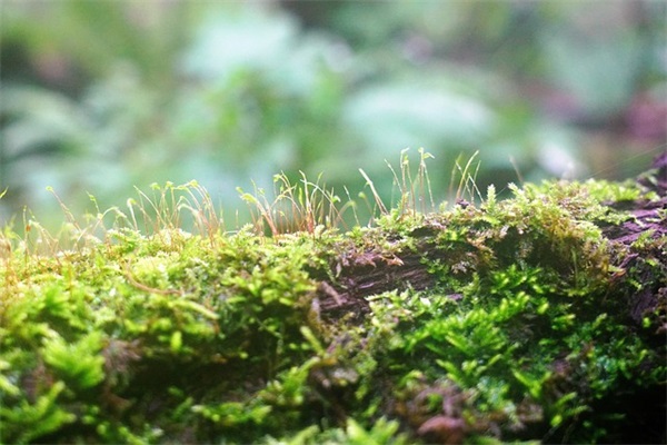 中国经典广告口号-50句