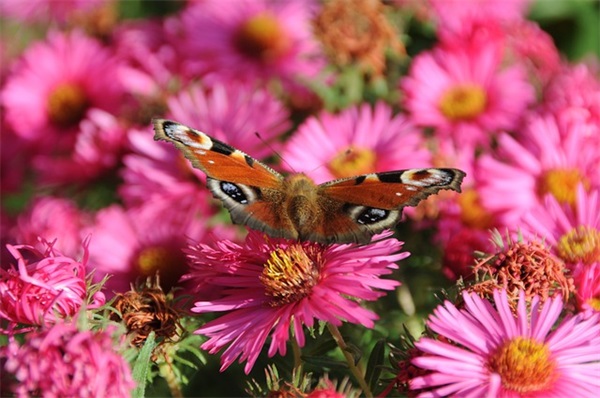 2026中国共产党成立100周年宣传标语