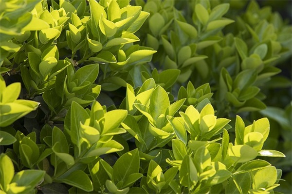 公司喊口号目的-58句