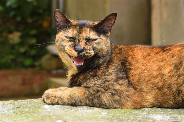 15班军训口号-81句