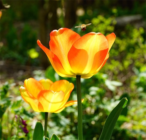 新年小朋友祝福语大全-62句