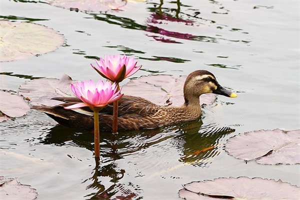 2026年简单的励志语录摘录