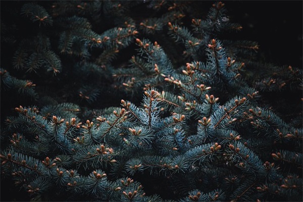 经典名人爱情语录