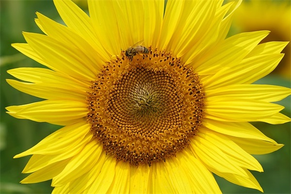 关于开学励志语录 初三开学励志语录