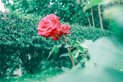 经典语录励志短句子57条